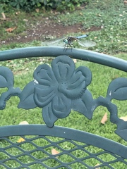 Pachydiplax longipennis