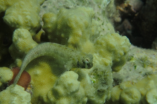 Salarias guttatus