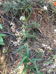 Fritillaria micrantha