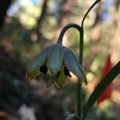 Fritillaria micrantha