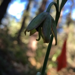 Fritillaria micrantha