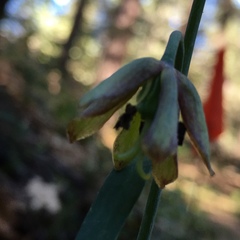 Fritillaria micrantha