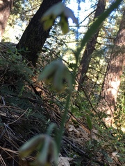Fritillaria micrantha