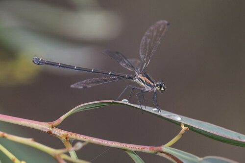 Common Flatwing photo 2