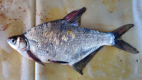 Black amur bream (Megalobrama terminalis) — Cyprinidae — 2