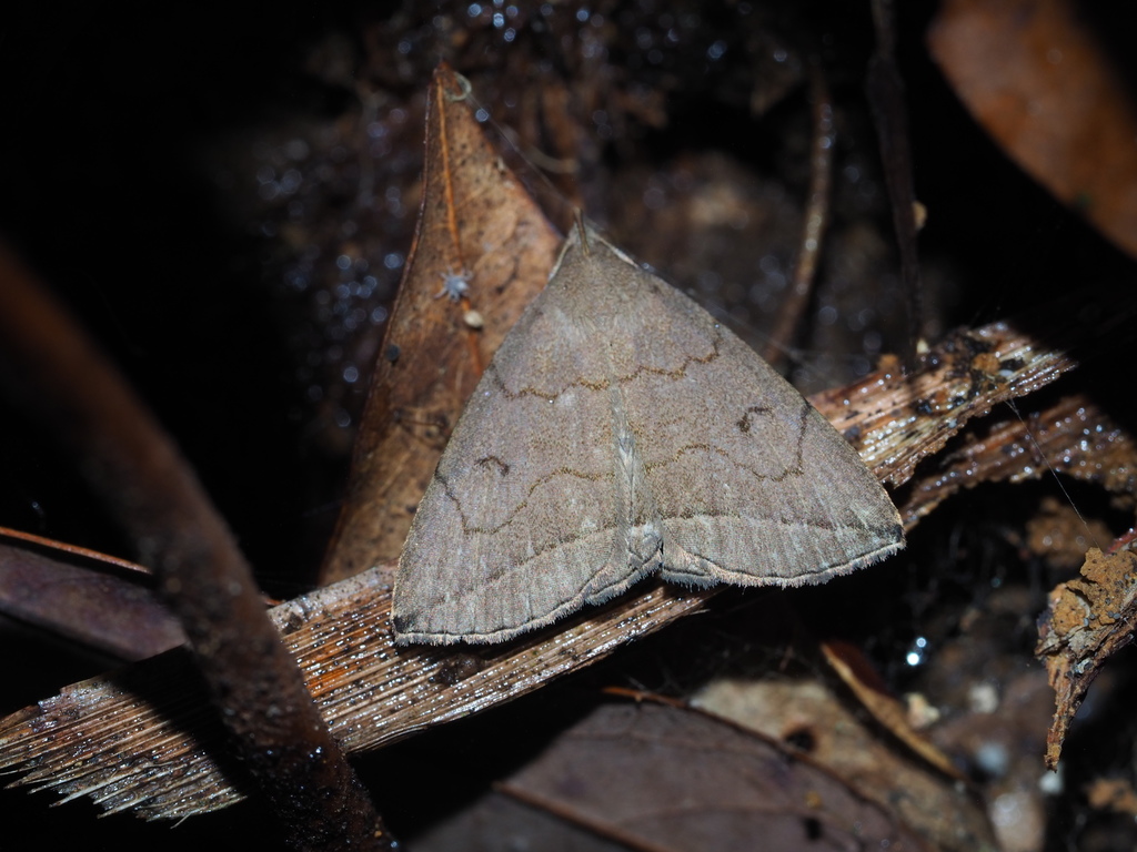 Zanclognatha subtriplex