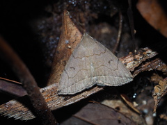 Zanclognatha subtriplex