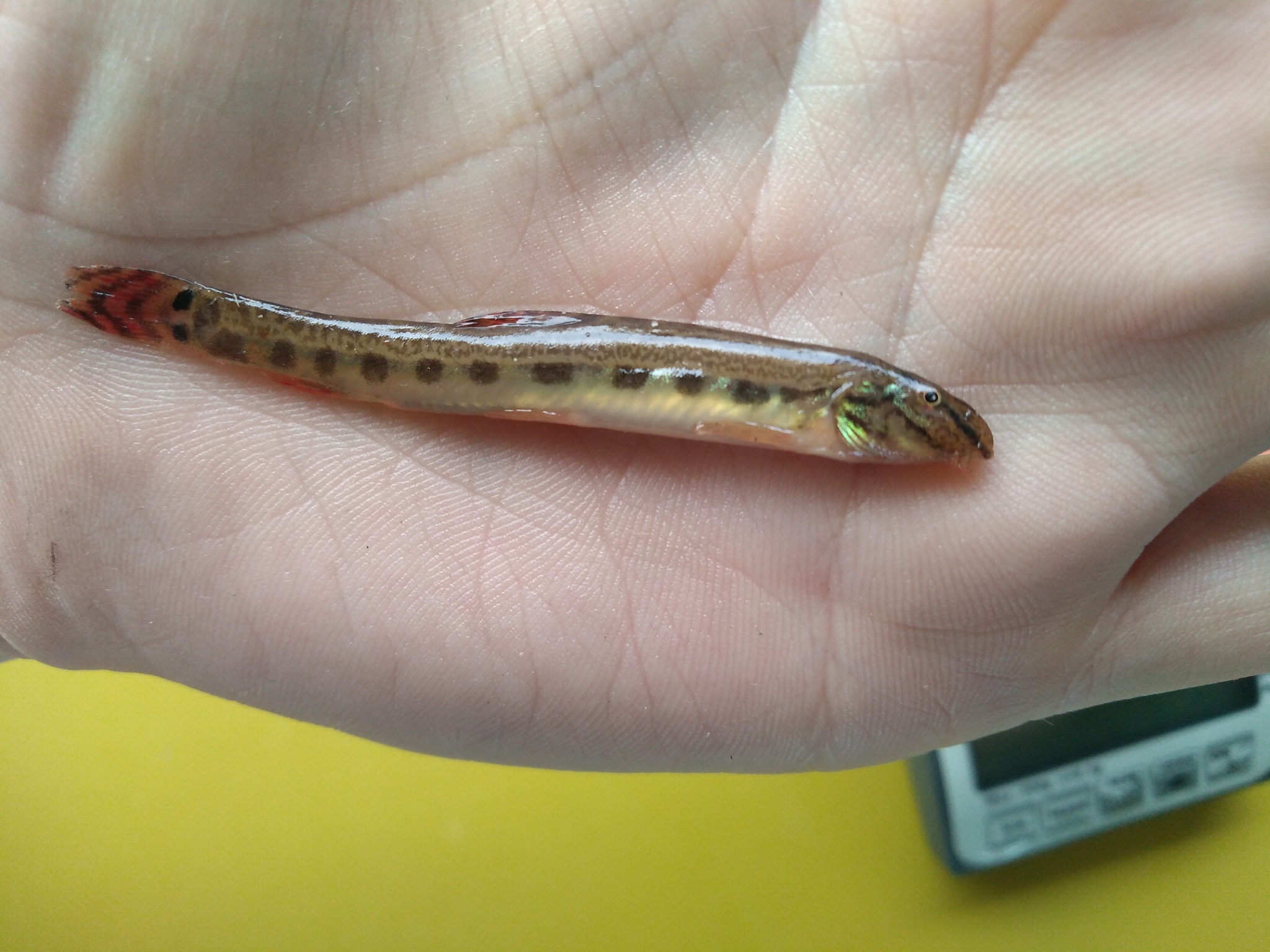 Luther's Spiny Loach photo 3