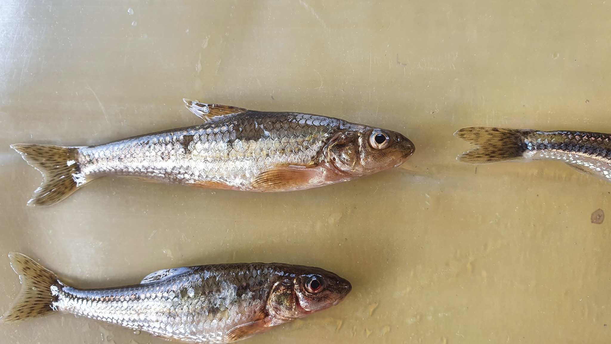 Pacific Gudgeon photo 2