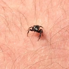 Metaphidippus manni
