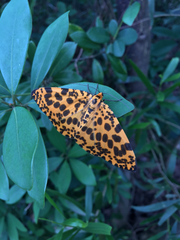 Epobeidia tigrata tigrata