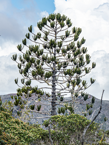 Araucaria rulei, photograph 6