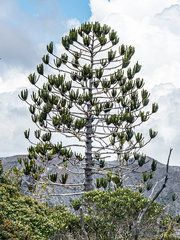 Araucaria rulei, photograph (c) rainerburkard, some rights reserved (CC BY)