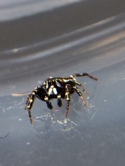 Metaphidippus manni