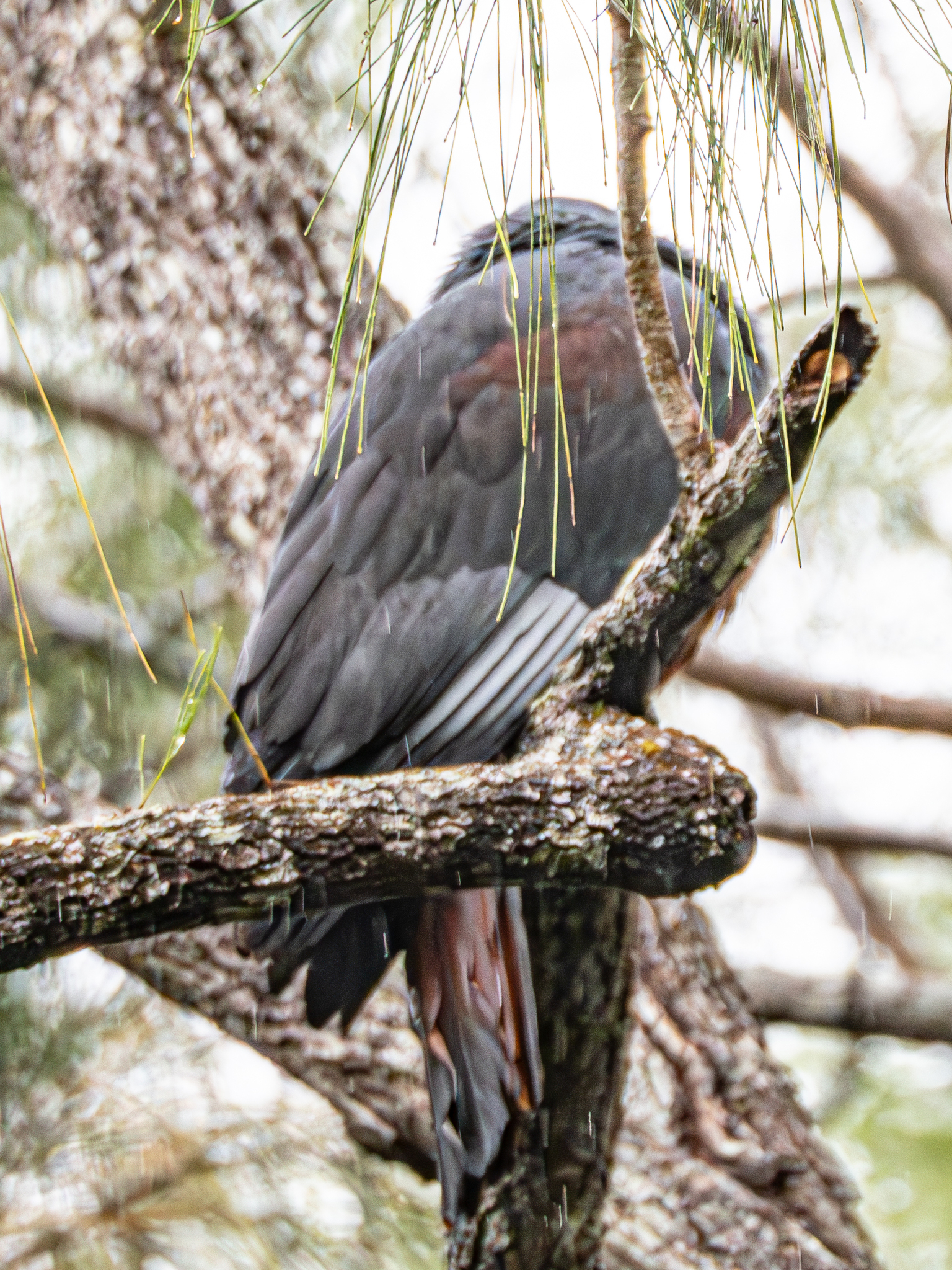 Goliath Imperial Pigeon (Ducula goliath), photo 8