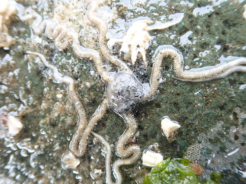 Amphiodia occidentalis