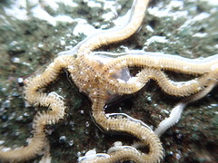 Amphiodia occidentalis