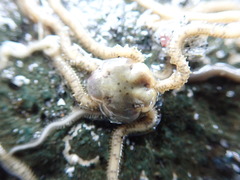 Amphiodia occidentalis