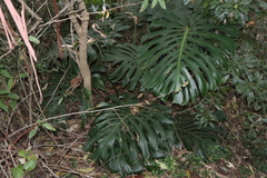 Monstera deliciosa — photo 3