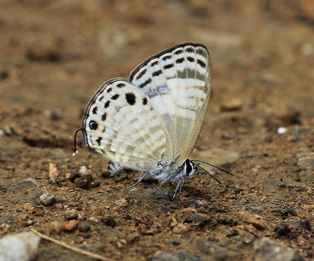 White Four-line Blue