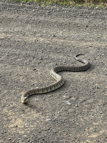 Tiger Snake sighting