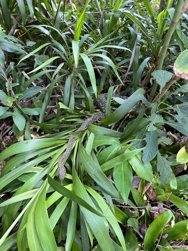 Diamond Python sighting