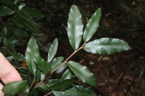 Ochna serrulata