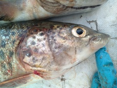 Lenok photo 2