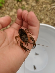 Faxonius neglectus neglectus