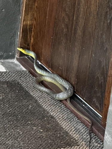 Common Tree Snake sighting