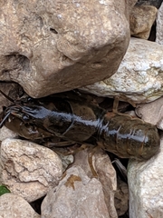 Faxonius neglectus neglectus