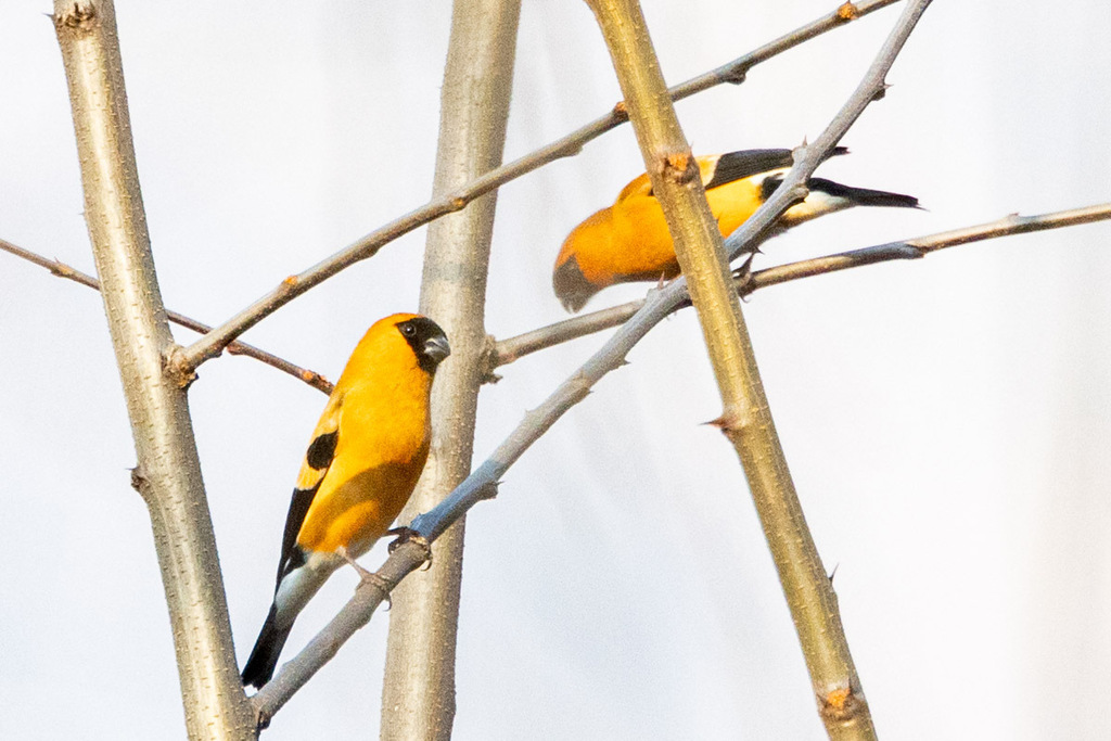 Orange Bullfinch