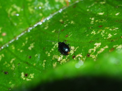 Arthrotus abdominalis