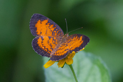 Mazia amazonica