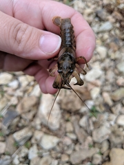 Faxonius neglectus neglectus