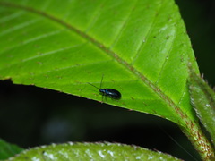 Arthrotus abdominalis
