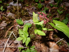 Thaspium trifoliatum trifoliatum
