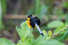 Erythrodiplax unimaculata