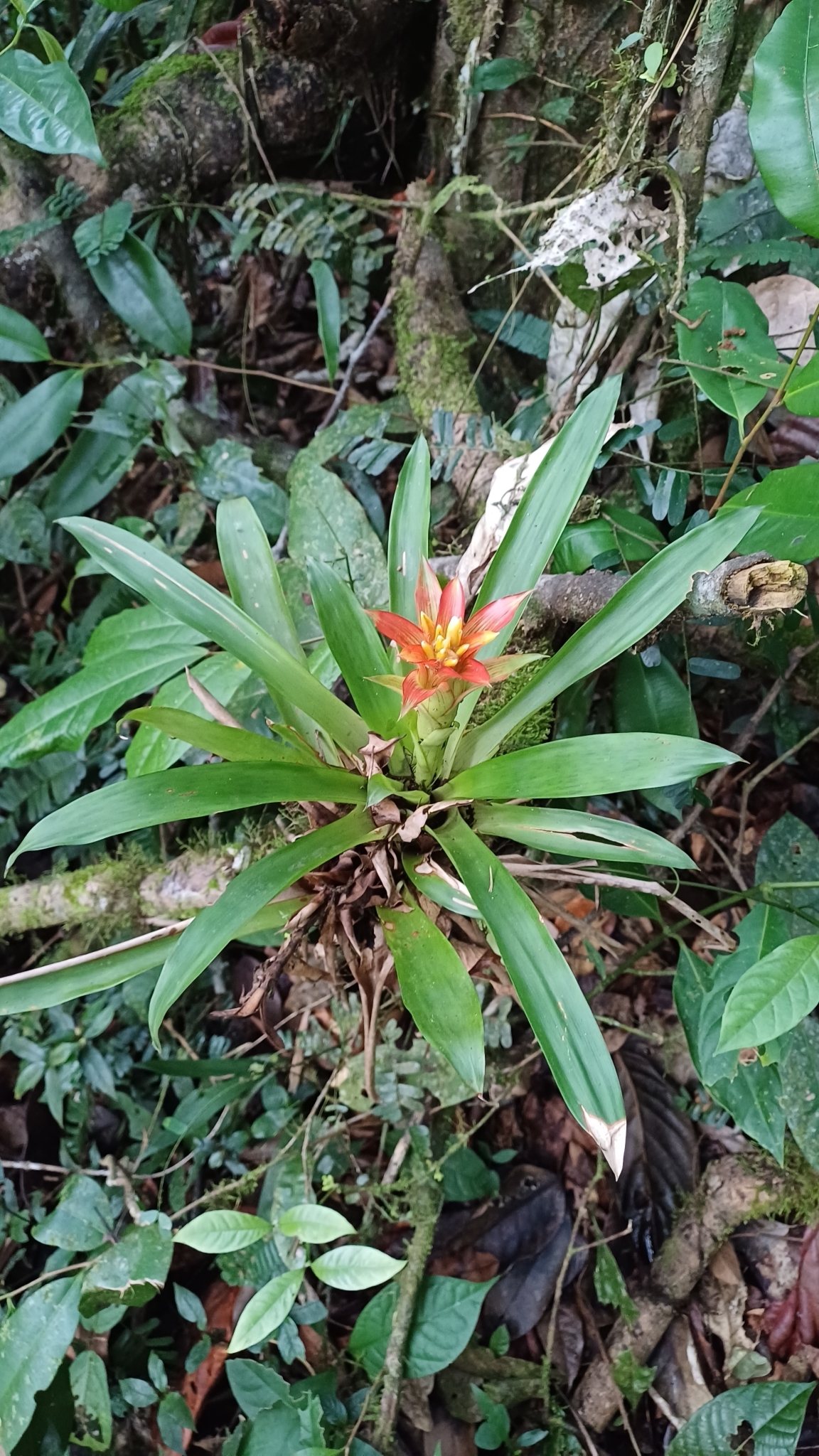 Imagem de Bromélia