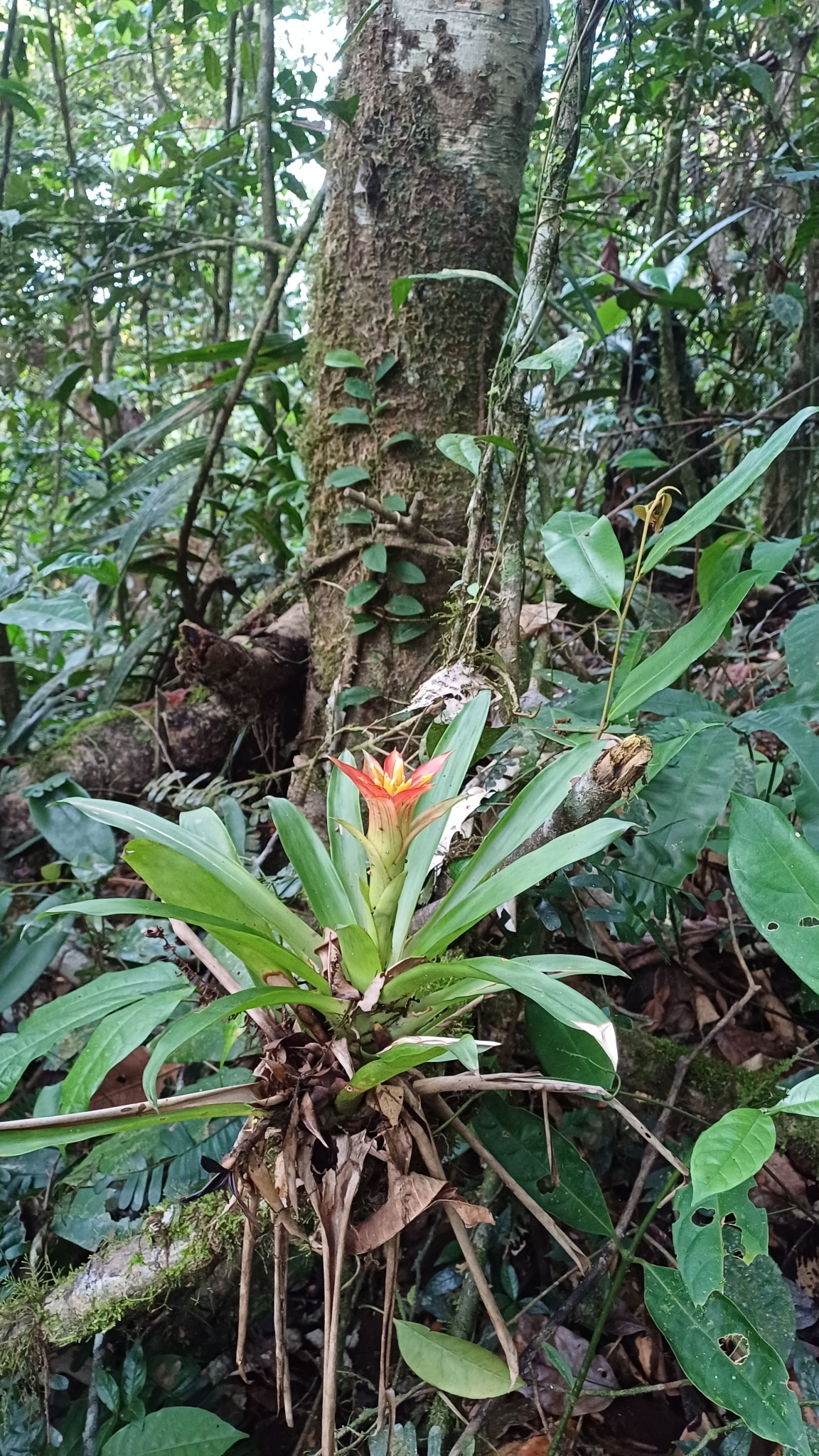 Imagem de Bromélia