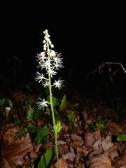 Tiarella