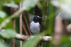 Myrmoborus lugubris