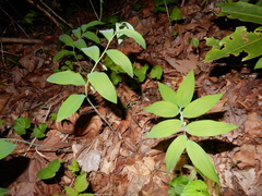 Polygonatum