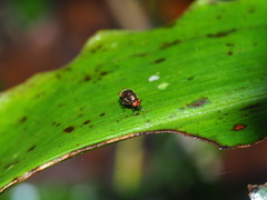 Spaniocelyphus palmi