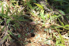 Rochaina phalerata