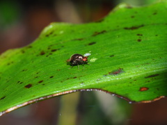 Spaniocelyphus palmi