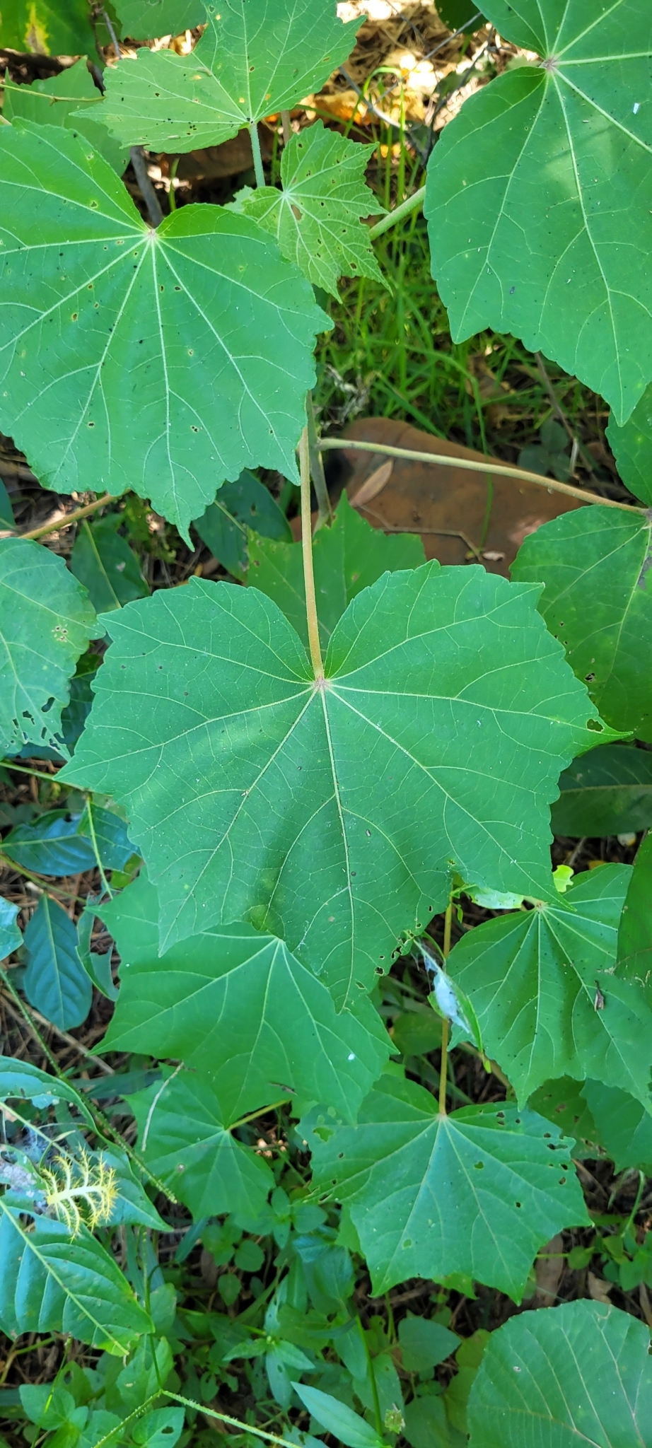 Imagem de Algodão-de-seda
