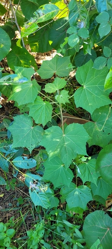 Foto de Algodão-de-seda