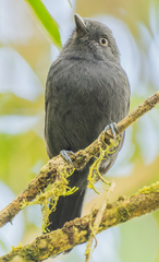 Uniform Antshrike photo 3