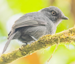 Uniform Antshrike photo 4